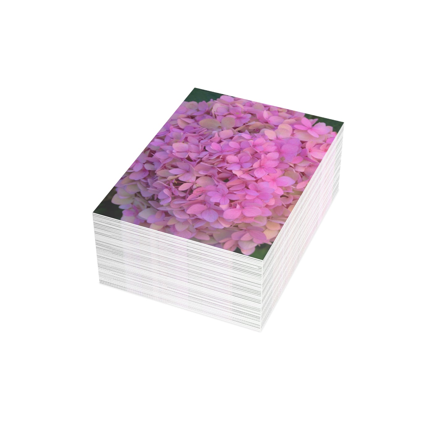 Blush Globe Greeting Card Bundles (envelopes included) Pink Hydrangea Greeting Blush Globe Personalized Unfolded Greeting Cards
