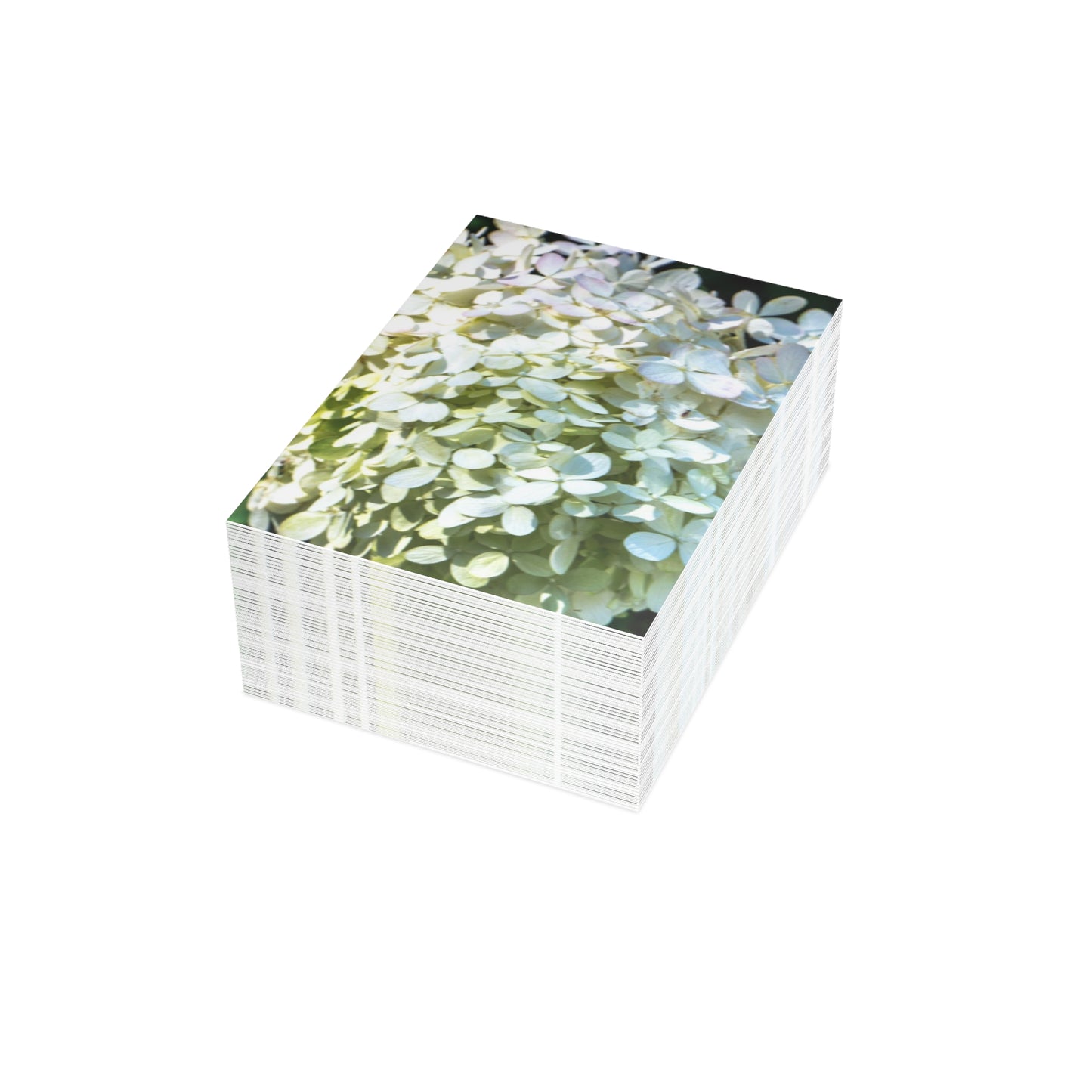 Ivory Hydrangea Greeting Card Bundles (envelopes included) Custom Unfolded Greeting Cards Horizontal and Vertical Orientation Cards