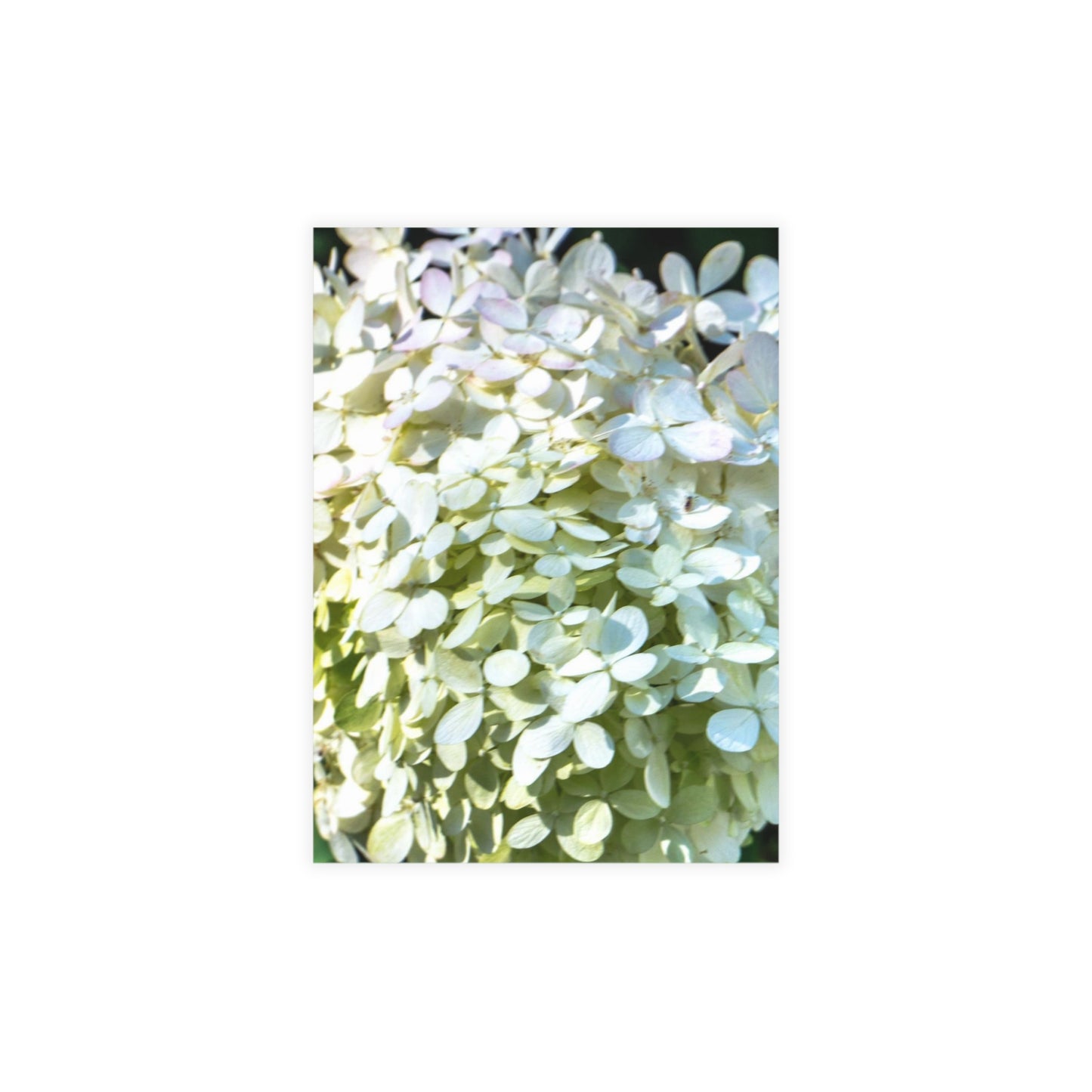 Ivory Hydrangea Greeting Card Bundles (envelopes included) Custom Unfolded Greeting Cards Horizontal and Vertical Orientation Cards