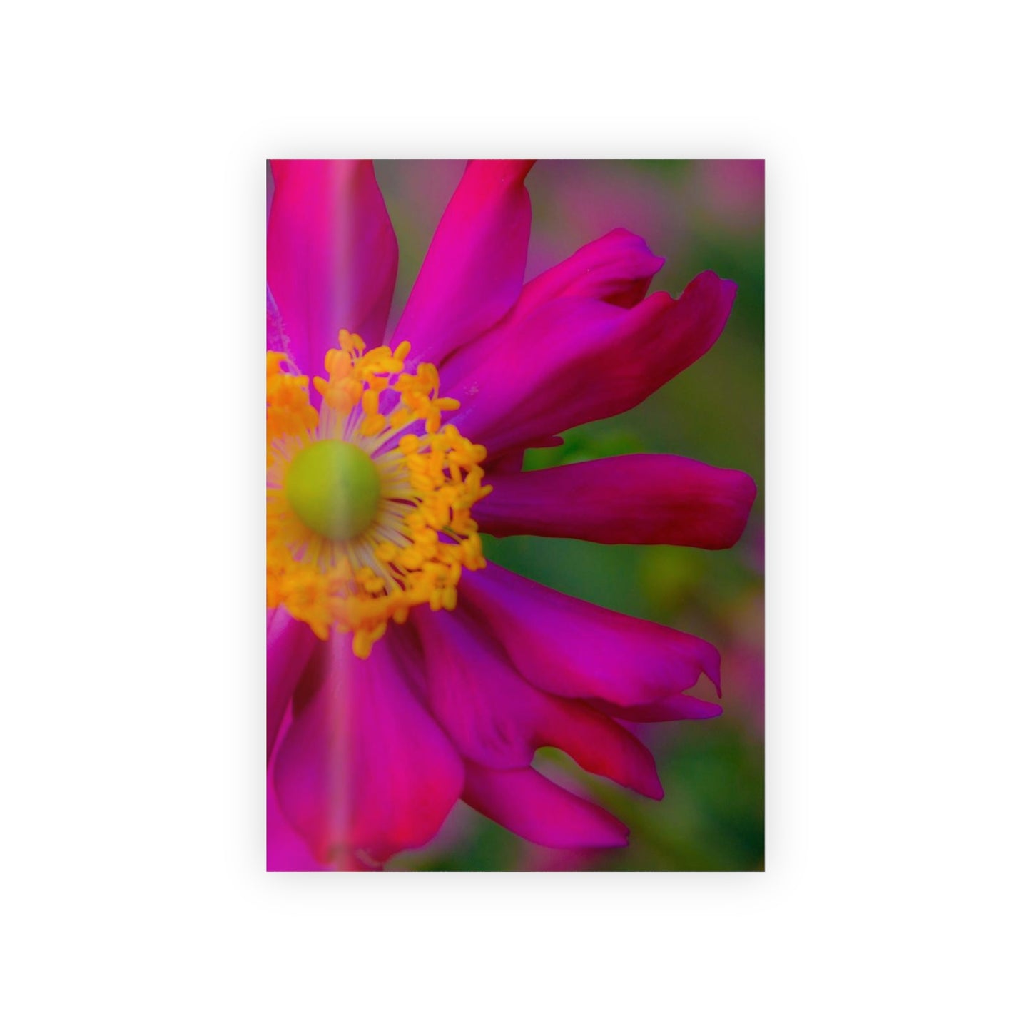 Flourish Gift Wrapping Paper Rolls|1pc 95gsm Beautiful Satin Finish|Holiday|Sustainably Sourced Recyclable|Martha's Vineyard|