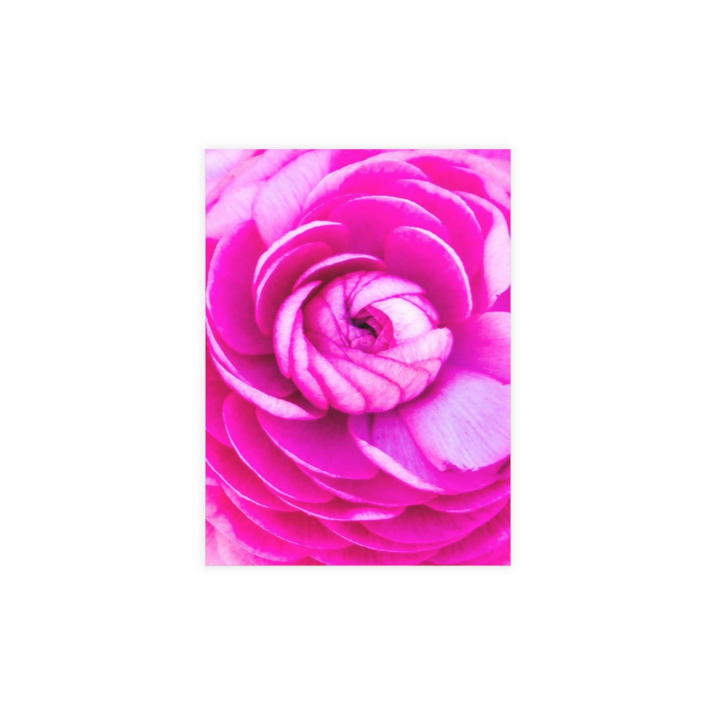 Blush Rose Postcard Bundles (envelopes included) Pink Custom Unfolded Greeting Cards Horizontal and Vertical Orientation
