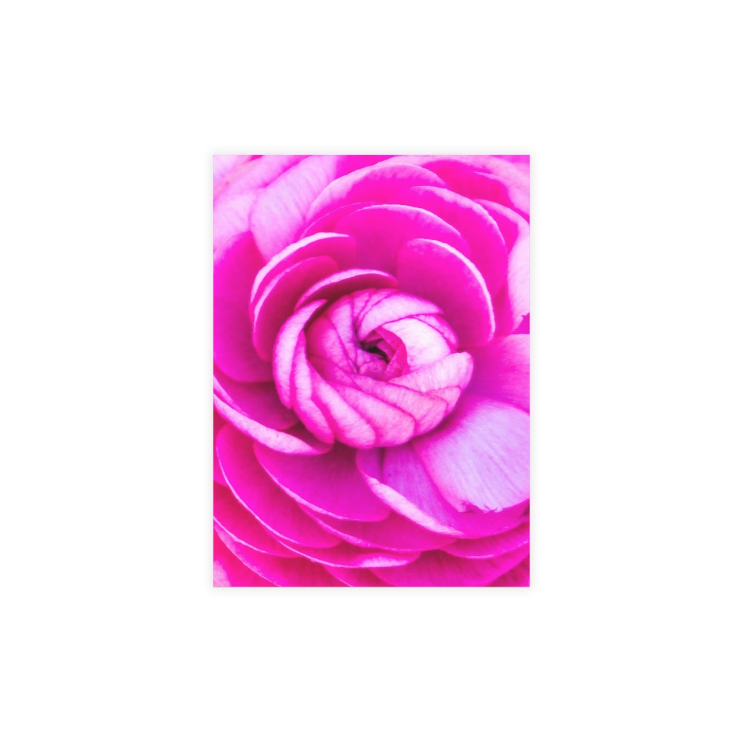 Blush Rose Postcard Bundles (envelopes included) Pink Custom Unfolded Greeting Cards Horizontal and Vertical Orientation