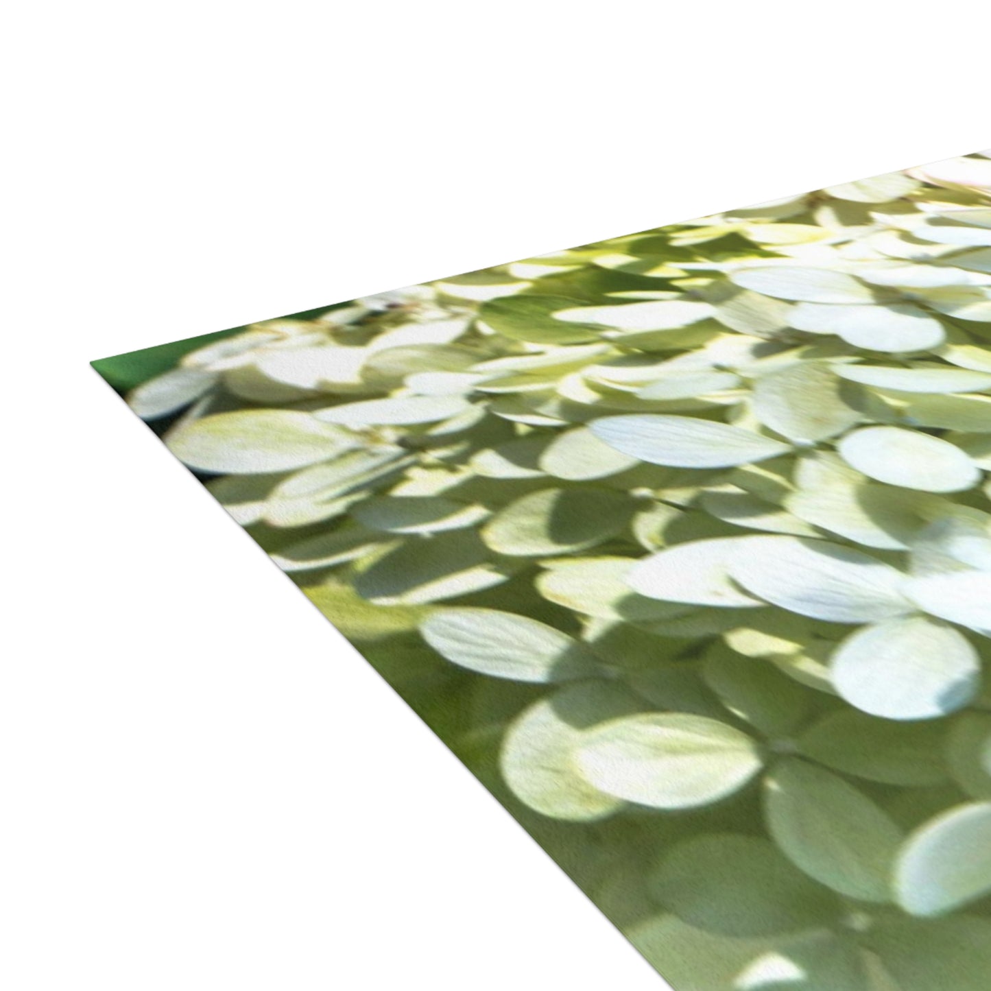 Ivory Hydrangea Greeting Card Bundles (envelopes included) Custom Unfolded Greeting Cards Horizontal and Vertical Orientation Cards