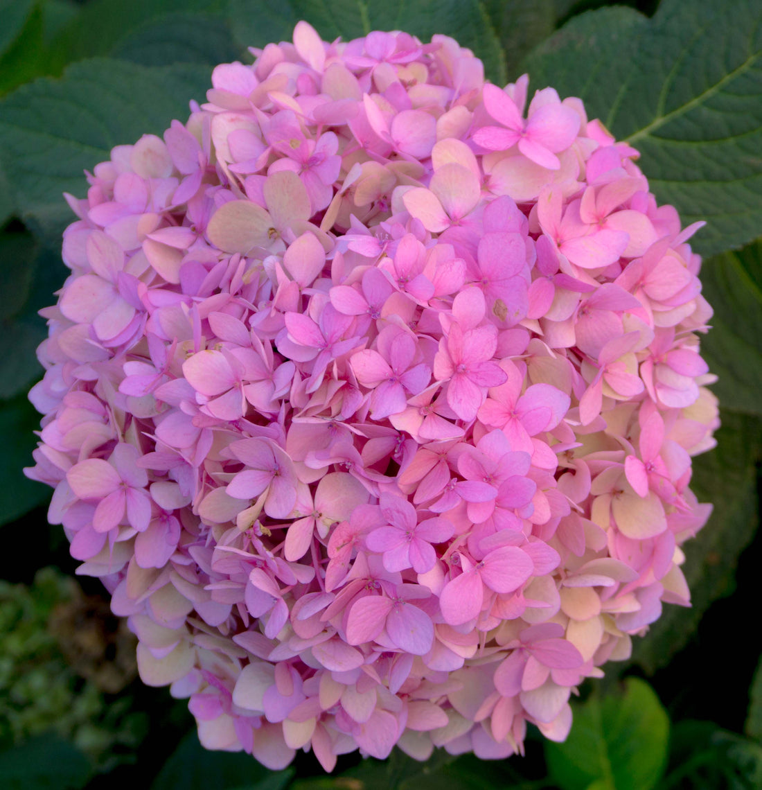 Floral Inspired Hydrangea Greeting Cards - Create beautiful and unique thank you notes, invitations, 'just wanted to say hi' messages, and more with these charming cards from Joy Garafola's Shopify store gifts