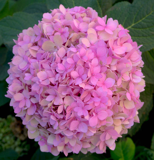 Floral Inspired Hydrangea Greeting Cards - Create beautiful and unique thank you notes, invitations, 'just wanted to say hi' messages, and more with these charming cards from Joy Garafola's Shopify store gifts