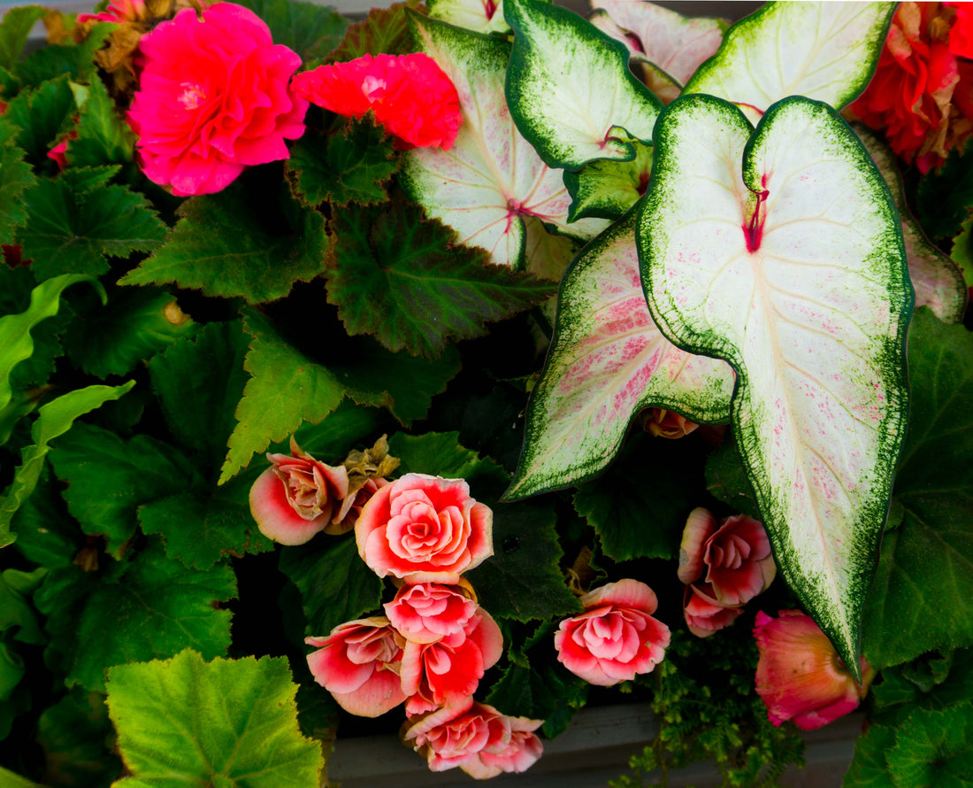 Housewarming Gift Ideas - Elevate any home with exquisite floral coasters from Joy Garafola's Shopify store, the perfect gift to add a touch of beauty and elegance to every table