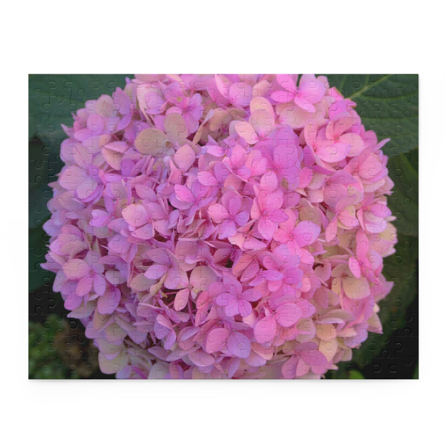 Pink Hydrangea Puzzle Floral Puzzle Nantucket Jigsaw Puzzle