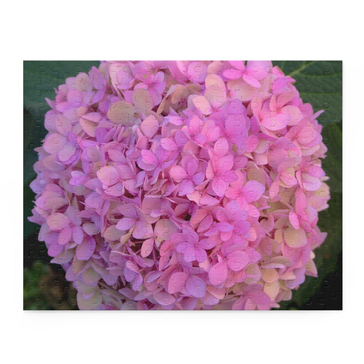 Pink Hydrangea Puzzle Floral Puzzle Nantucket Jigsaw Puzzle