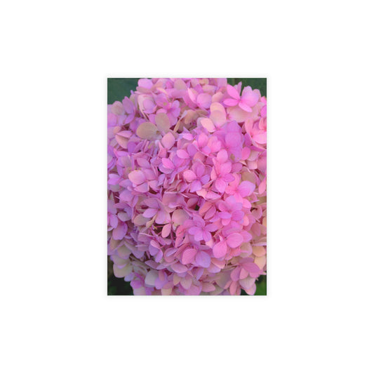 Blush Globe Greeting Card Bundles (envelopes included) Pink Hydrangea Greeting  Blush Globe Personalized Unfolded Greeting Cards